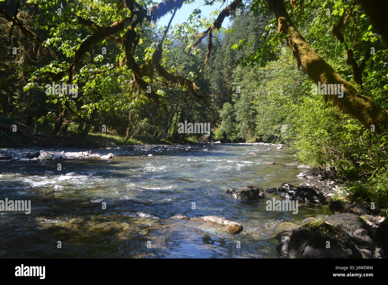 Il fiume selvaggio della foresta pluviale Ho Foto Stock