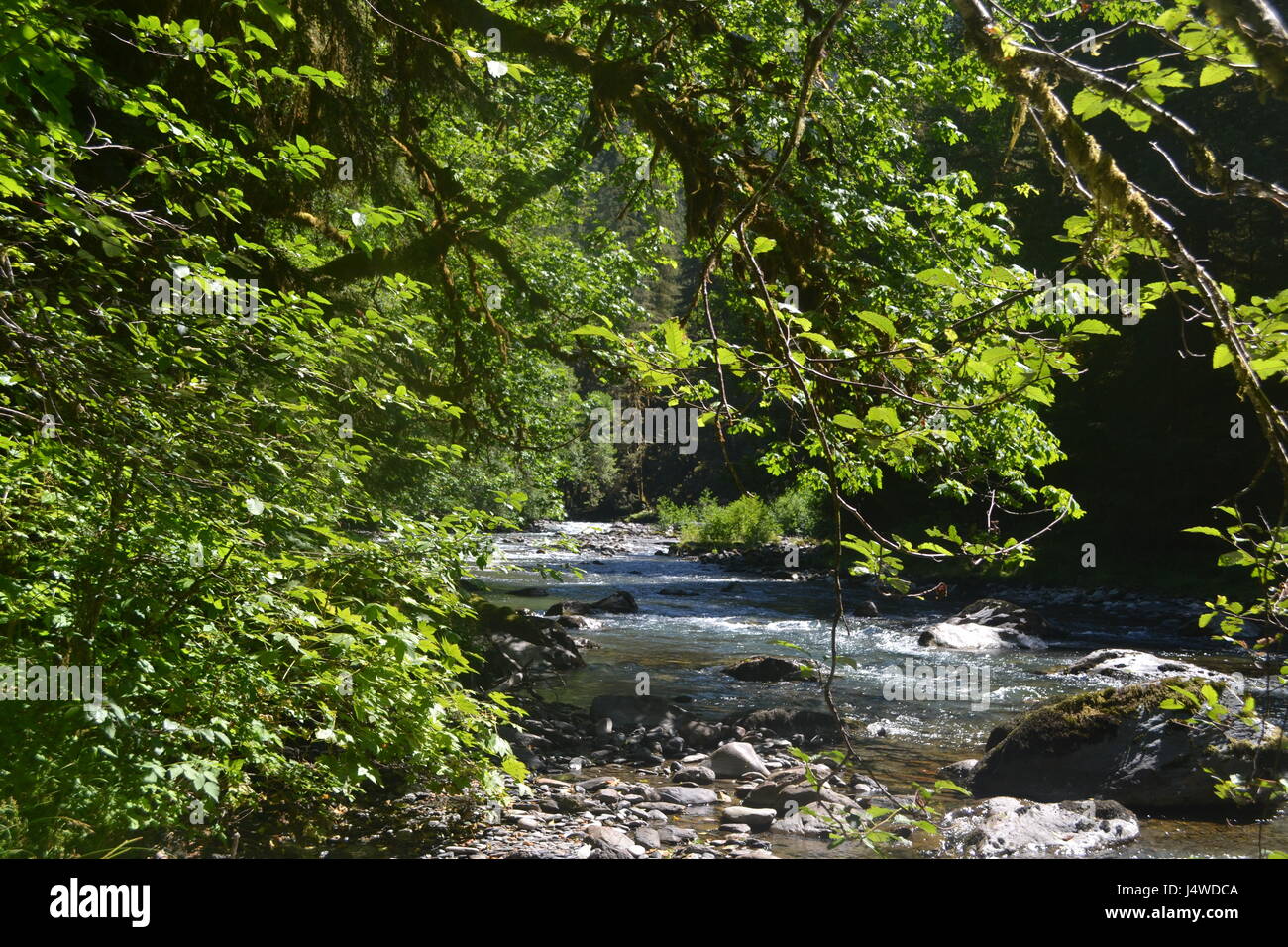 Il fiume selvaggio della foresta pluviale Ho Foto Stock