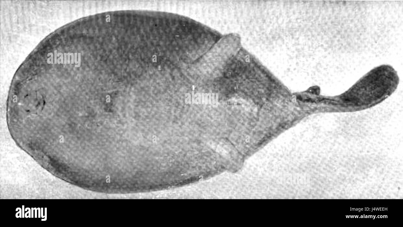 Typhlonarke tarakea è una specie di raggio elettrico, nota per le sue capacità elettriche. Descritto da Hamilton, è un pesce di acque profonde con adattamenti unici per la generazione di campi elettrici. Fa parte della famiglia dei siluri, che usano i loro organi elettrici per la caccia e la difesa. Foto Stock