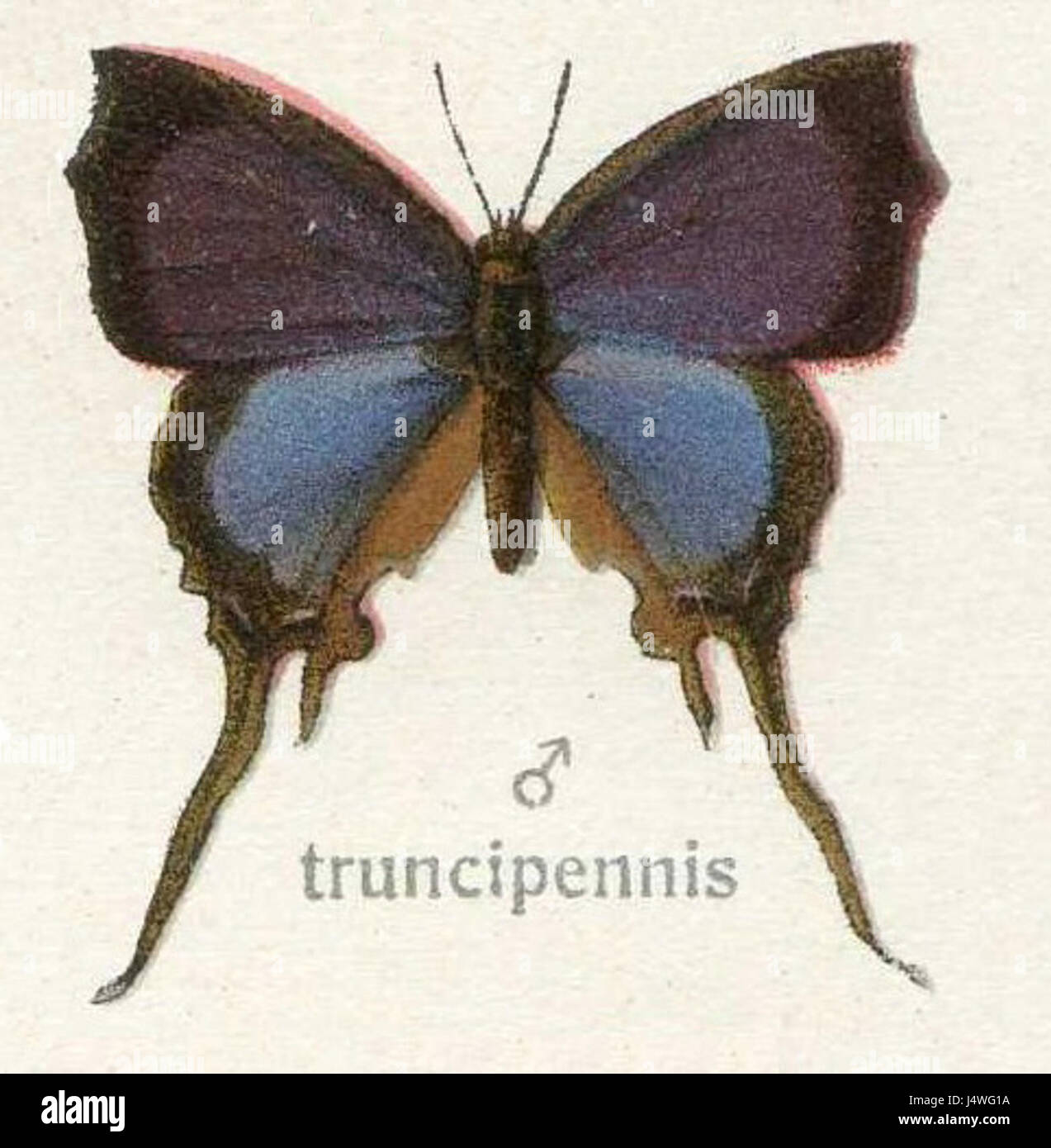 Truncip si riferisce all'atto di accorciare o troncare qualcosa. Può essere applicato a vari campi, come il linguaggio, l'informatica e la gestione dei dati, in cui i dati o il testo vengono abbreviati per motivi di chiarezza o di elaborazione. Foto Stock