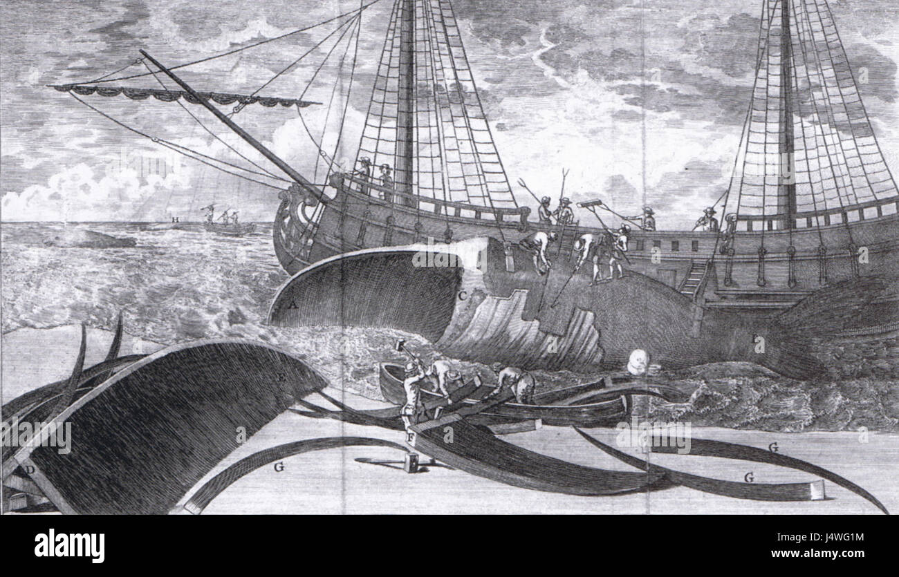 Questa immagine raffigura la lavorazione di una balena nel 1790. La scena riflette i metodi storici della caccia e della lavorazione delle balene, mostrando le fasi impegnative coinvolte nell'utilizzo dei prodotti delle balene. Foto Stock