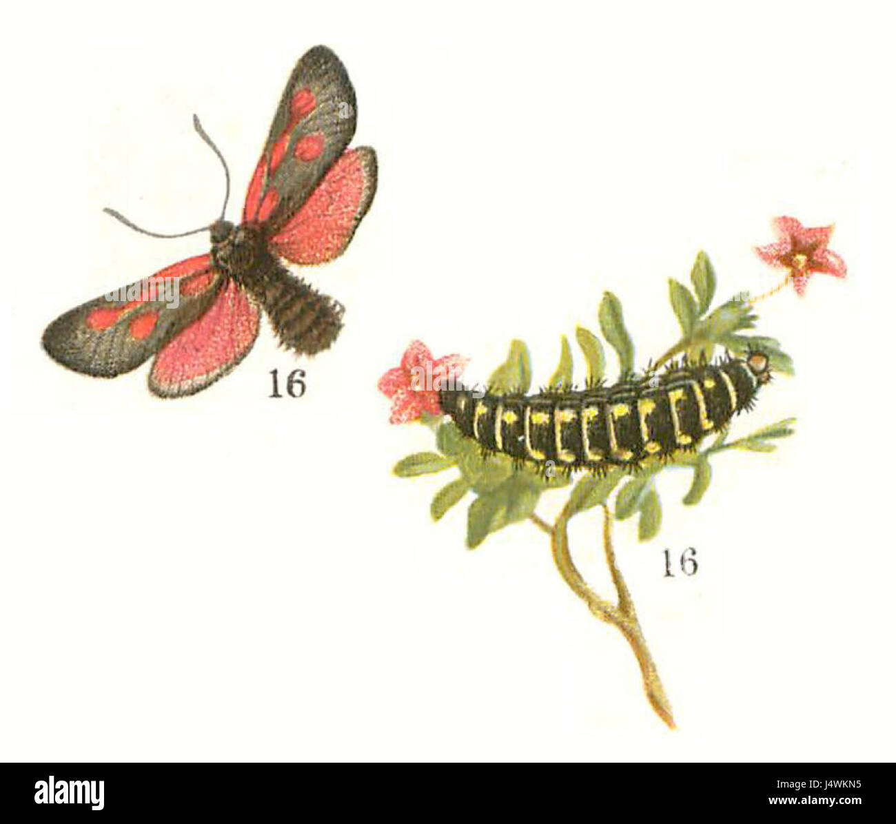 Zygaena exulans Lampert è una specie di falena di burnet che si trova in Europa. Notevole per il suo aspetto suggestivo, con un corpo scuro e macchie rosse luminose sulle ali. La specie si trova in genere nelle brughiere e nelle aree erbose, dove si nutre di piante della famiglia delle Scrophulariaceae. E' classificato sotto l'ordine dei Lepidotteri. Foto Stock