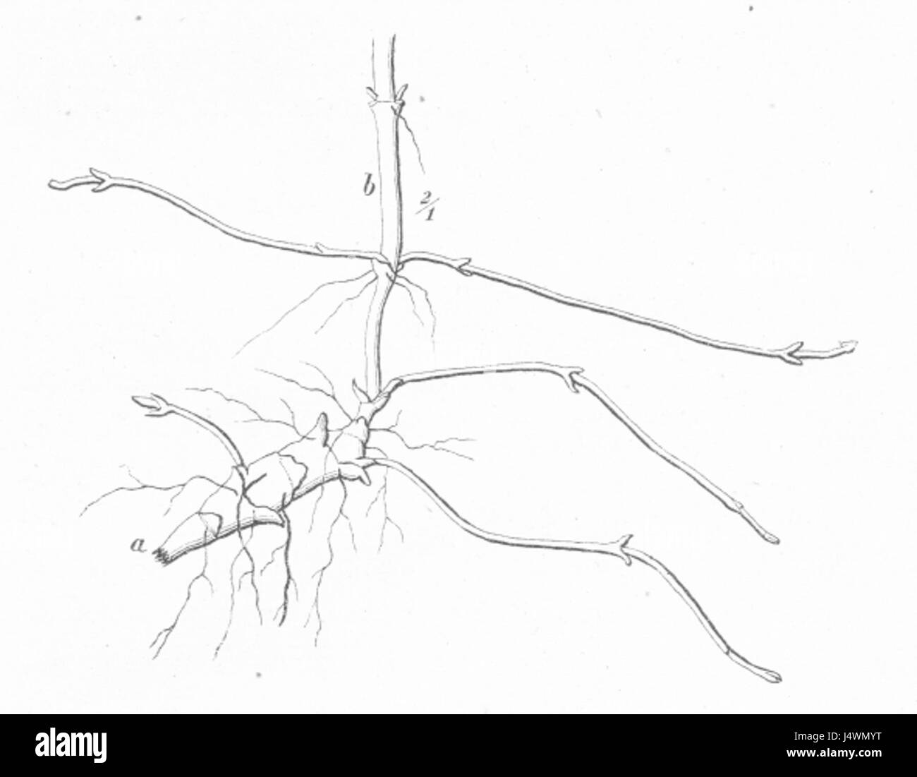 Il riscaldamento Skudbygning Fig22 è un'illustrazione botanica raffigurante la specie di piante Circaea alpina. Questa pianta, nota anche come Alpe Enchanter's Nightshade, è originaria delle regioni temperate ed è caratterizzata dai suoi piccoli fiori bianchi e dall'abitudine strisciante. L'illustrazione mostra in dettaglio le sue caratteristiche botaniche. Foto Stock