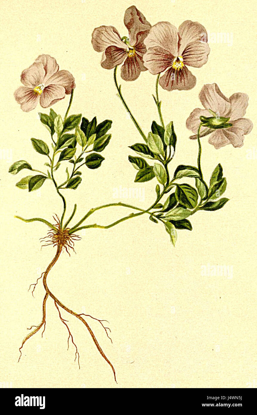 Viola cenisia è una specie di viola originaria della regione alpina d'Europa. Fa parte dell'Atlante Alpenflora, una collezione di flora originaria delle montagne alpine. Questa specie è apprezzata per la sua bellezza e il suo ruolo ecologico nell'ecosistema alpino. Foto Stock