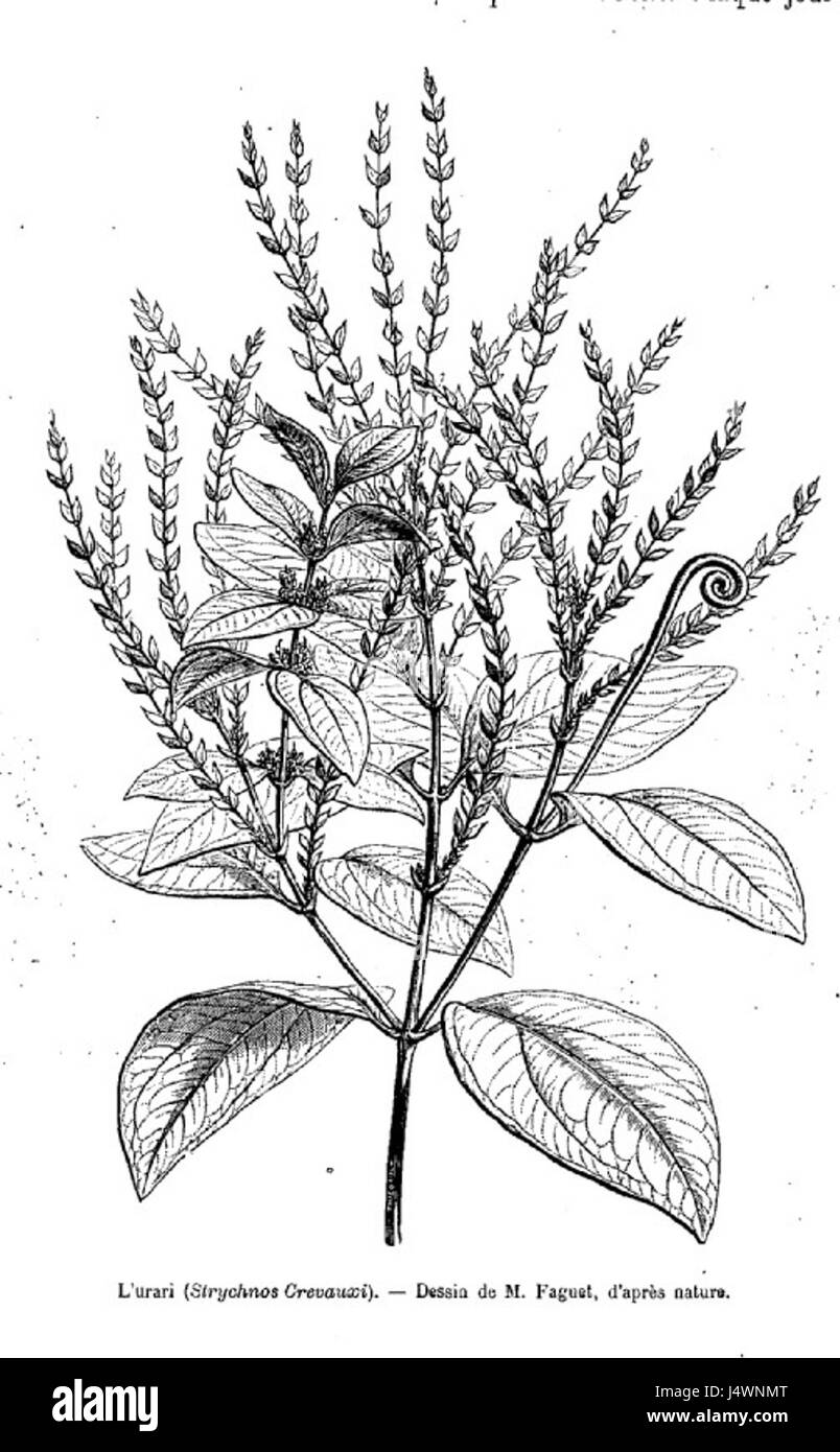 Il termine "URARI" si riferisce probabilmente a un termine o a un'entità culturale, storica o geografica, che richiede un ulteriore contesto per una descrizione più precisa. Può essere correlato a un luogo, persona o riferimento culturale specifico. Foto Stock