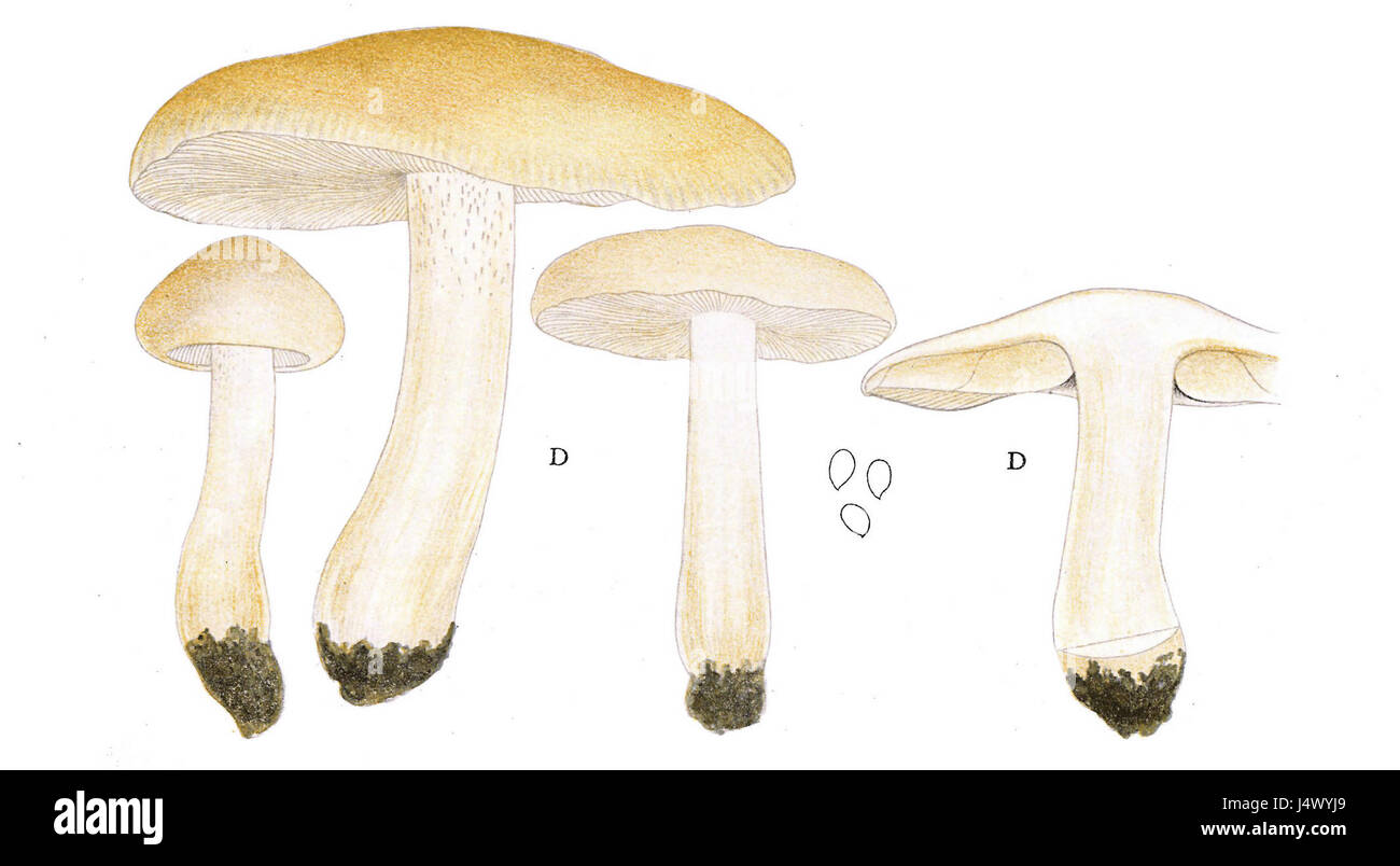 L'album Tricholoma è una specie di fungo descritta da J.E. Lange. Questa illustrazione, Taf 27 D, raffigura le caratteristiche distintive del fungo, che si trova spesso nelle regioni temperate. Foto Stock