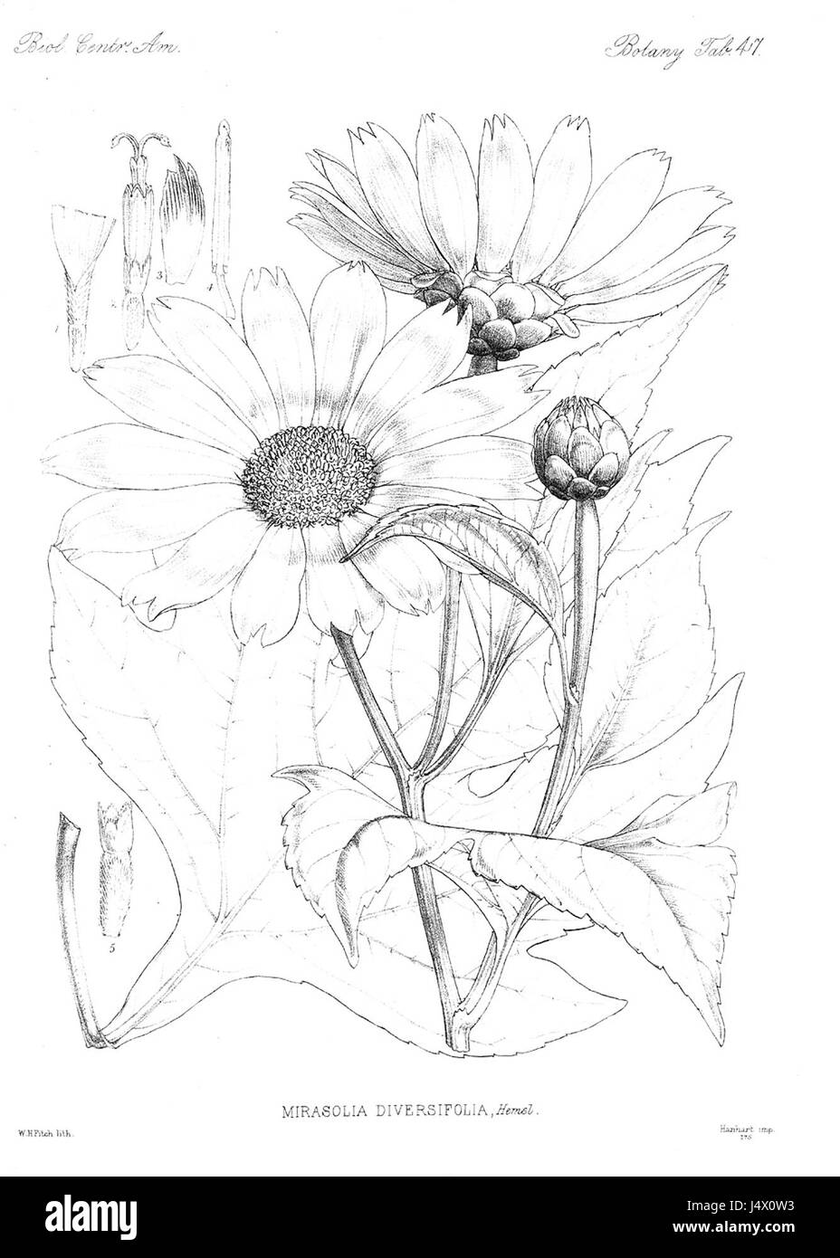 Tithonia diversifolia (Hemsley) Foto Stock