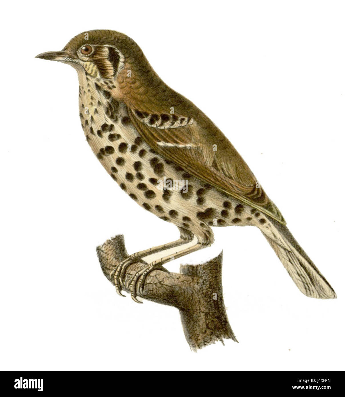 Illustrazione di Turdus rubrocanus gouldi, una sottospecie del mughetto dalla gola rossa, evidenziandone le caratteristiche e l'habitat. Foto Stock