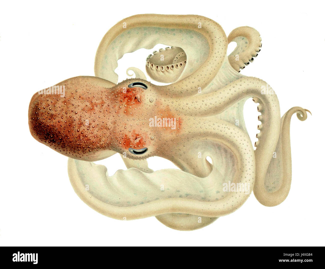 Velodona togata è una specie di ragno della famiglia dei Linyphiidae, nota per le sue piccole dimensioni e i distintivi body mark. Questa specie si trova in vari habitat, tra cui praterie e boschi. Foto Stock