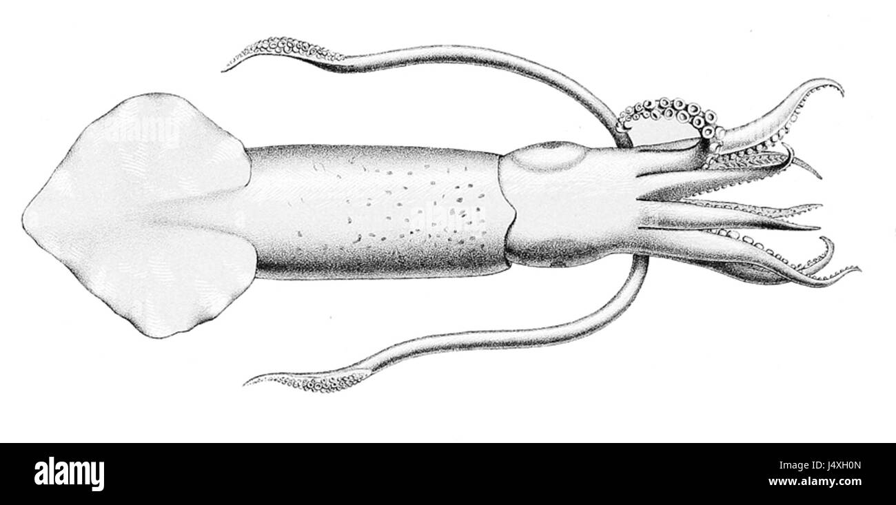 Uroteuthis duvauceli Foto Stock