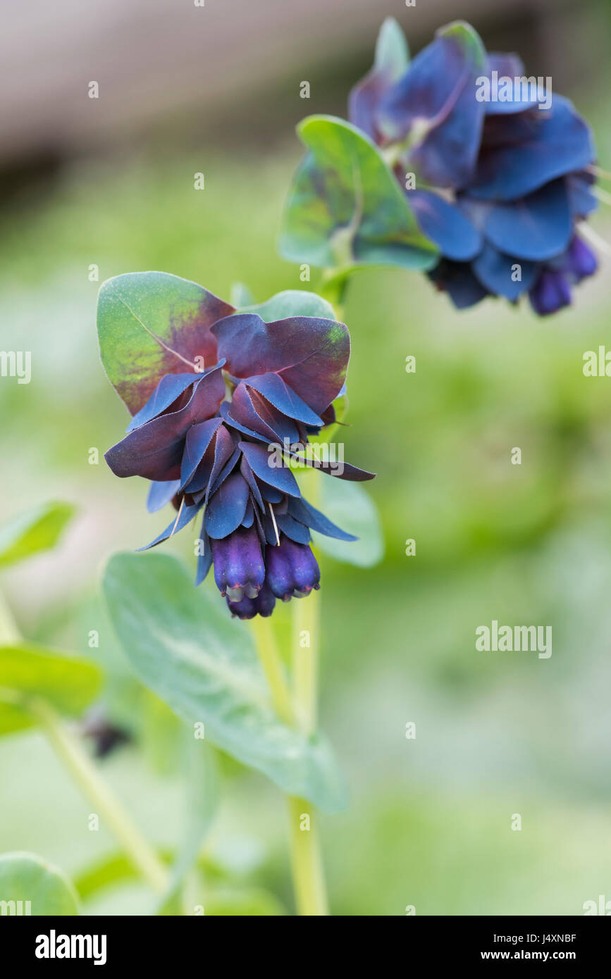 Cerinthe major Purpurascens . Honeywort / Blu impianti adibiti alla pesca di gamberetti / Blu fiore di cera Foto Stock