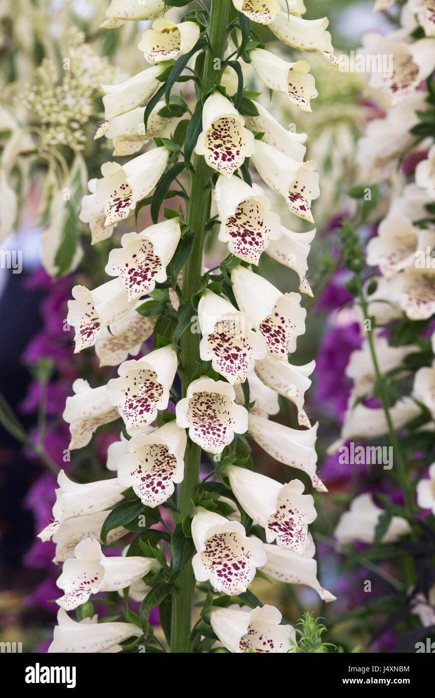 Digitalis purpurea 'Dalmatian crema". Foxglove Foto Stock