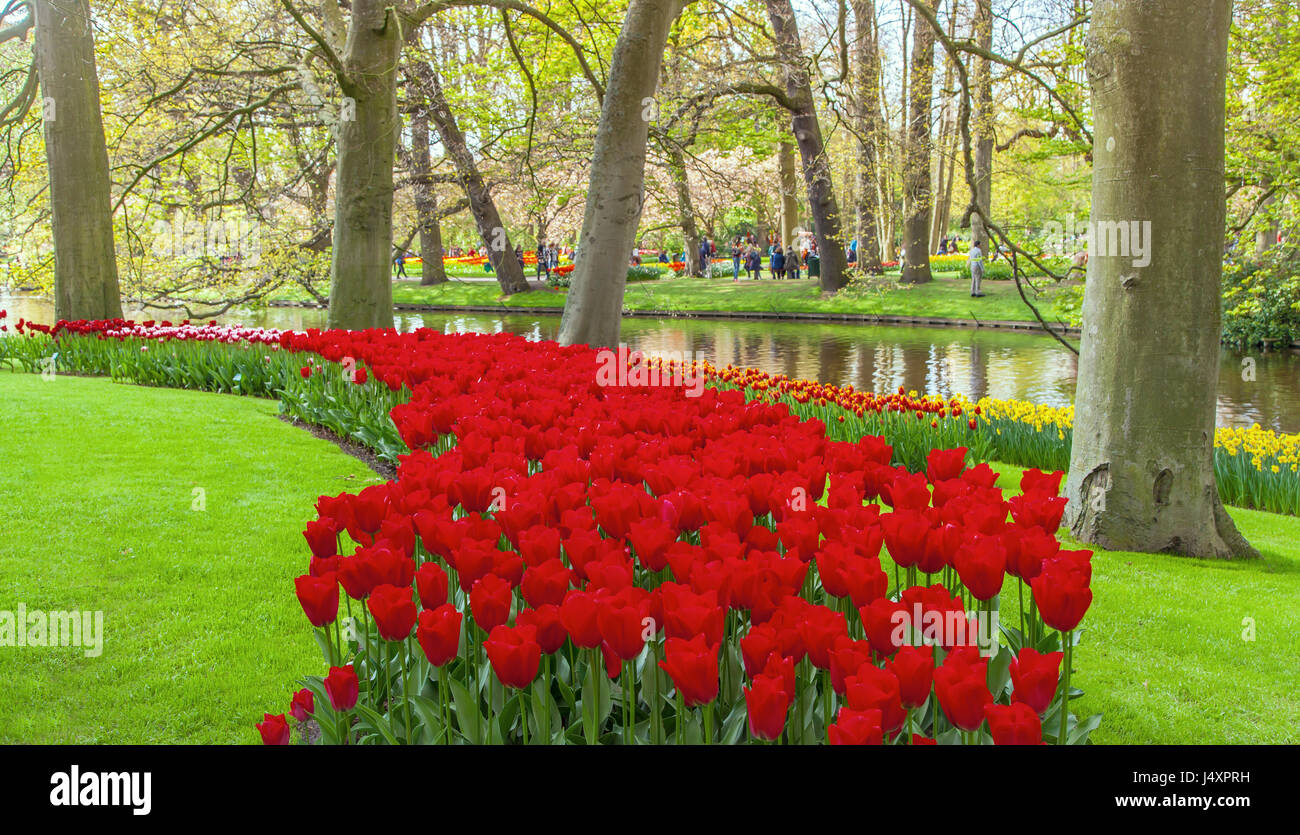 Keukemhof romantici giardini in fiore paesaggio Lisse Olanda Foto Stock