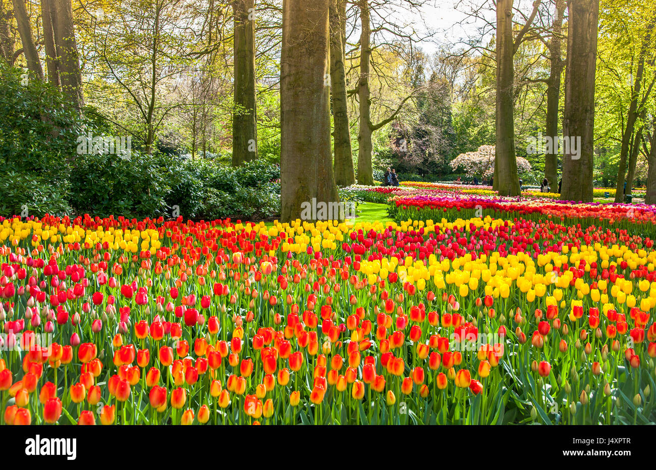 Keukemhof romantici giardini in fiore paesaggio Lisse Olanda Foto Stock