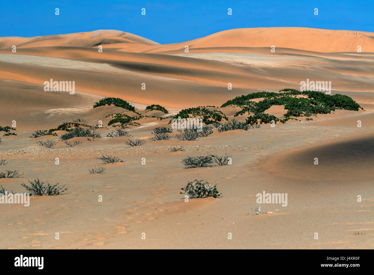 Deserto namibiano Foto Stock