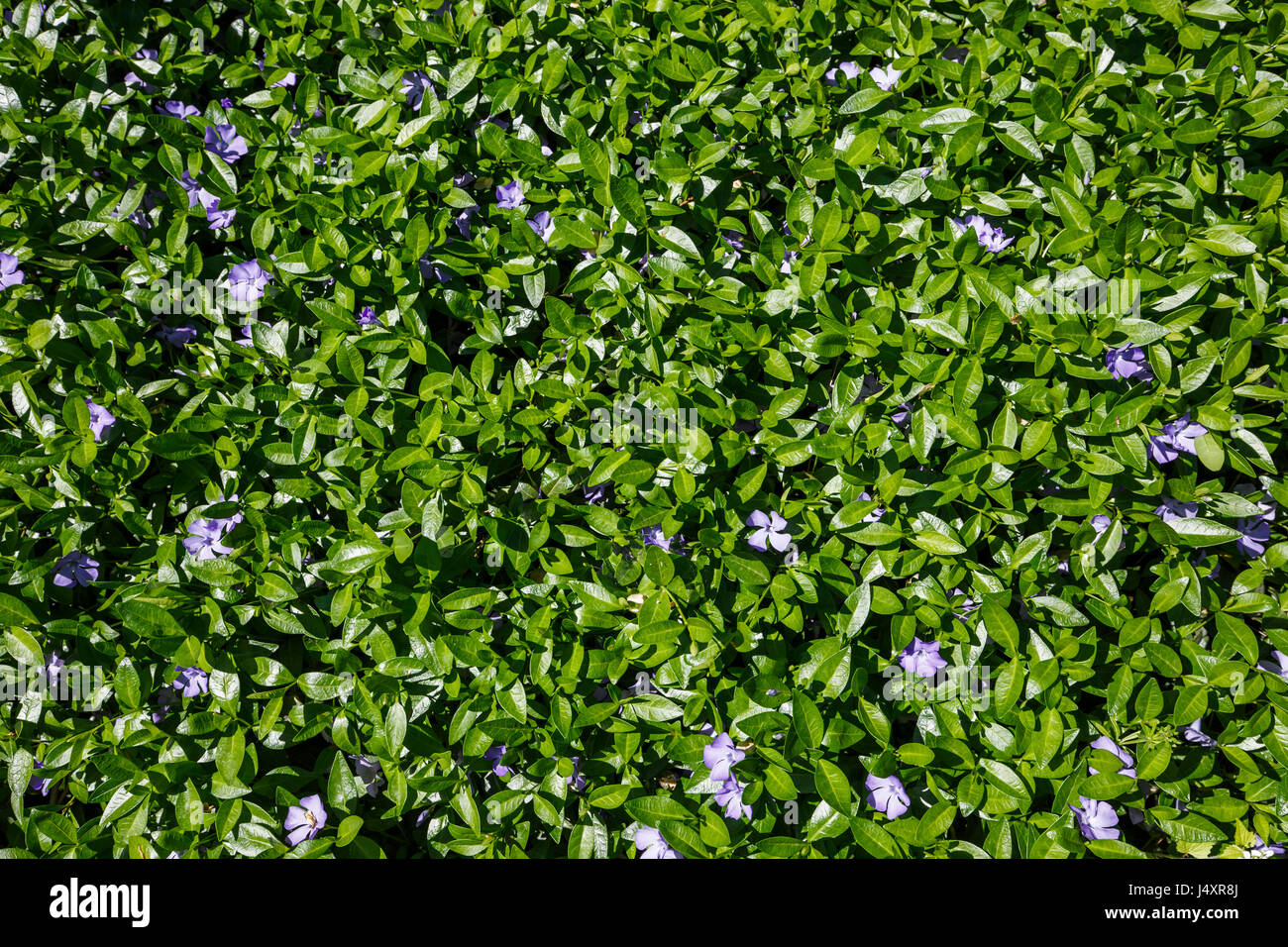 Blooming wild fiori blu nella foresta. Foto Stock