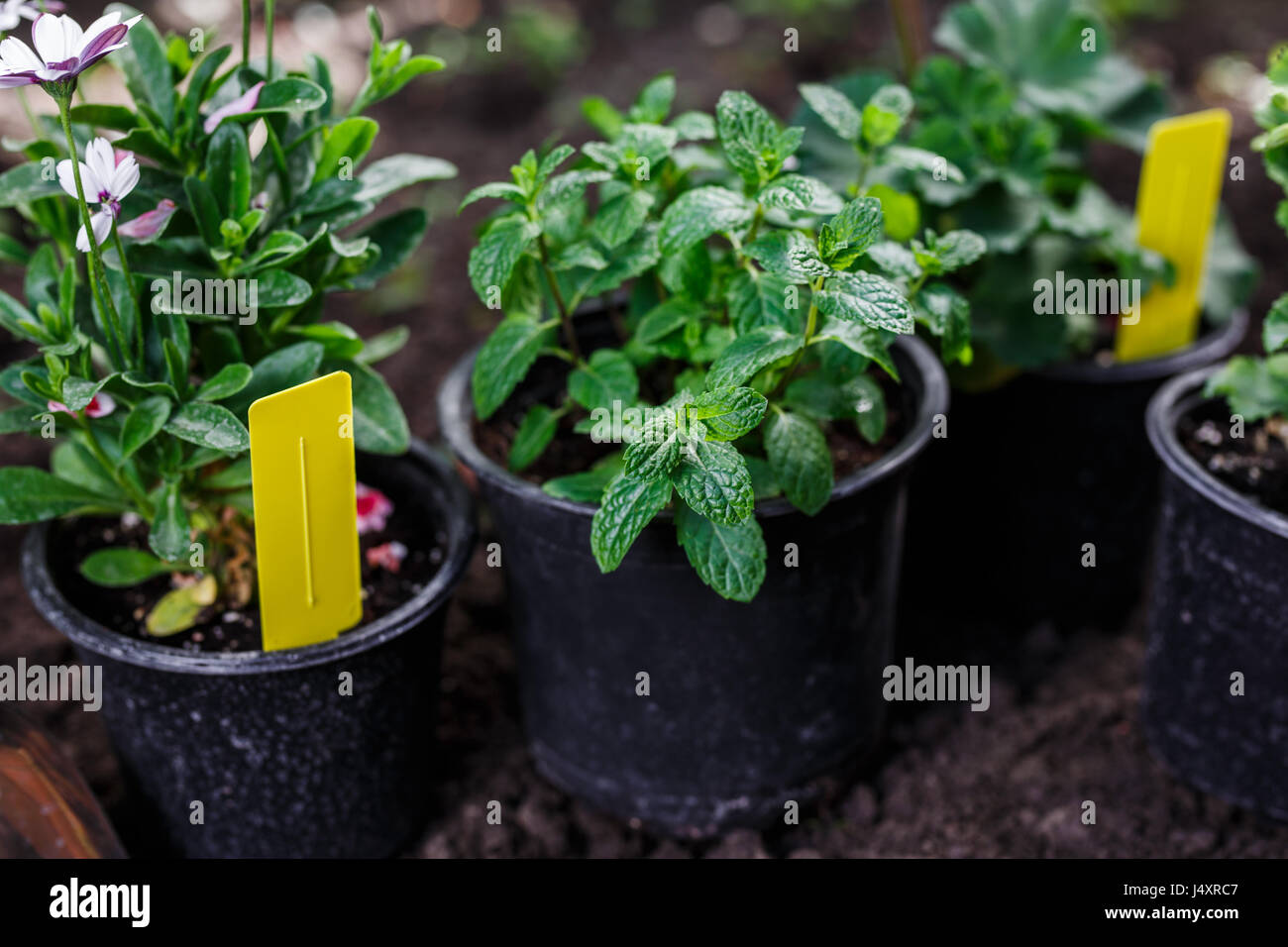 Fiori in vaso prima di piantare in cortile Foto Stock