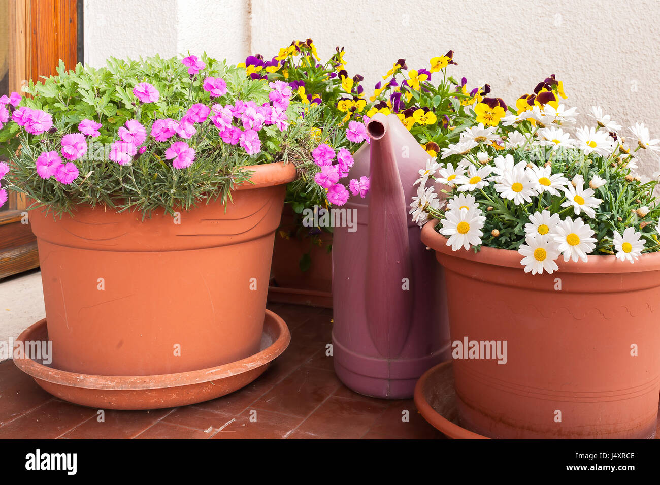 Vasi di fiori coltivati sulla terrazza di un appartamento e un annaffiatoio. Foto Stock