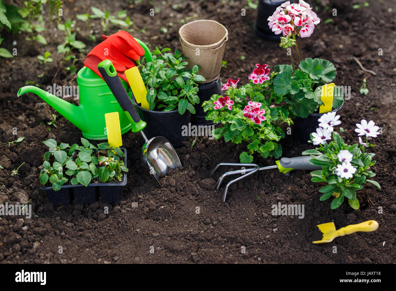 Utensili da giardinaggio e fiori in vaso per la semina in cortile. Foto Stock
