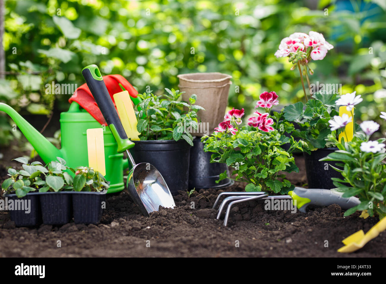 Utensili da giardinaggio e fiori in vaso per la semina in cortile. Foto Stock