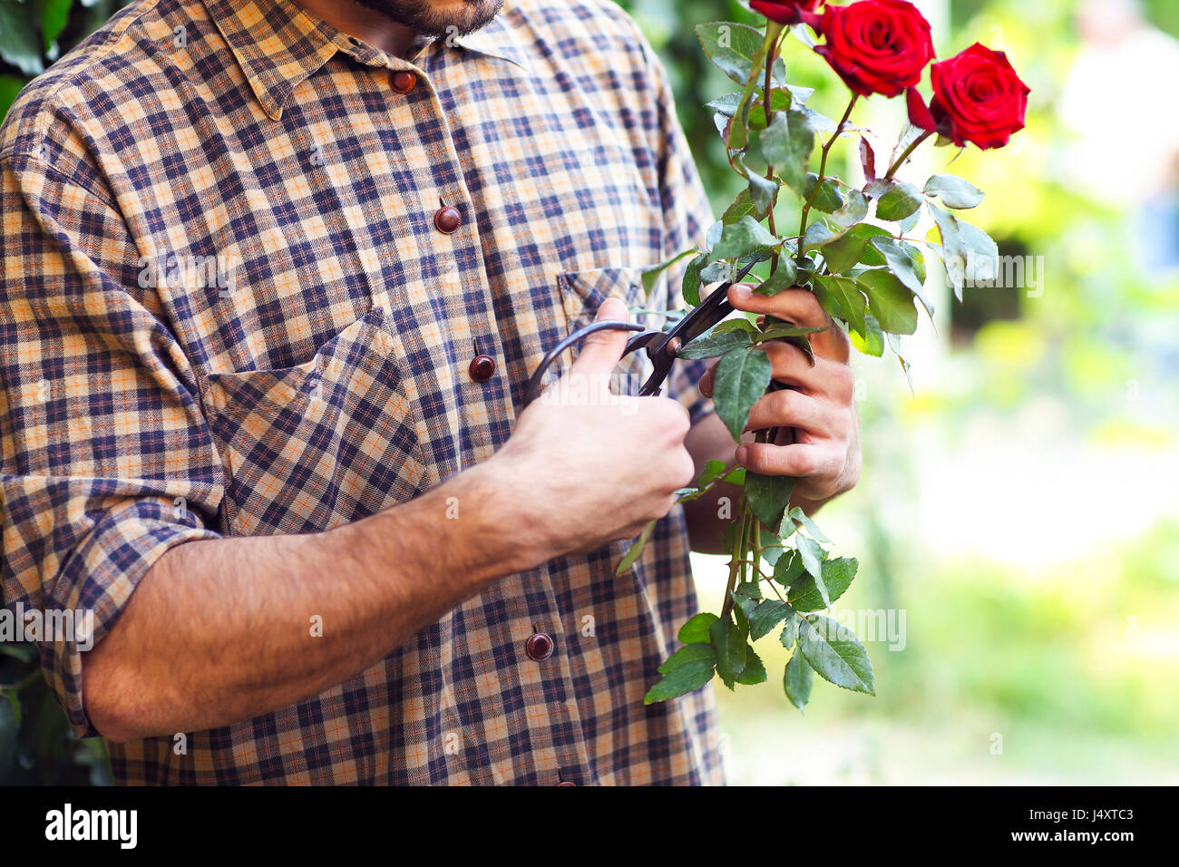 Le mani di un uomo cuting off Rosa nel giardino. Close up Foto Stock