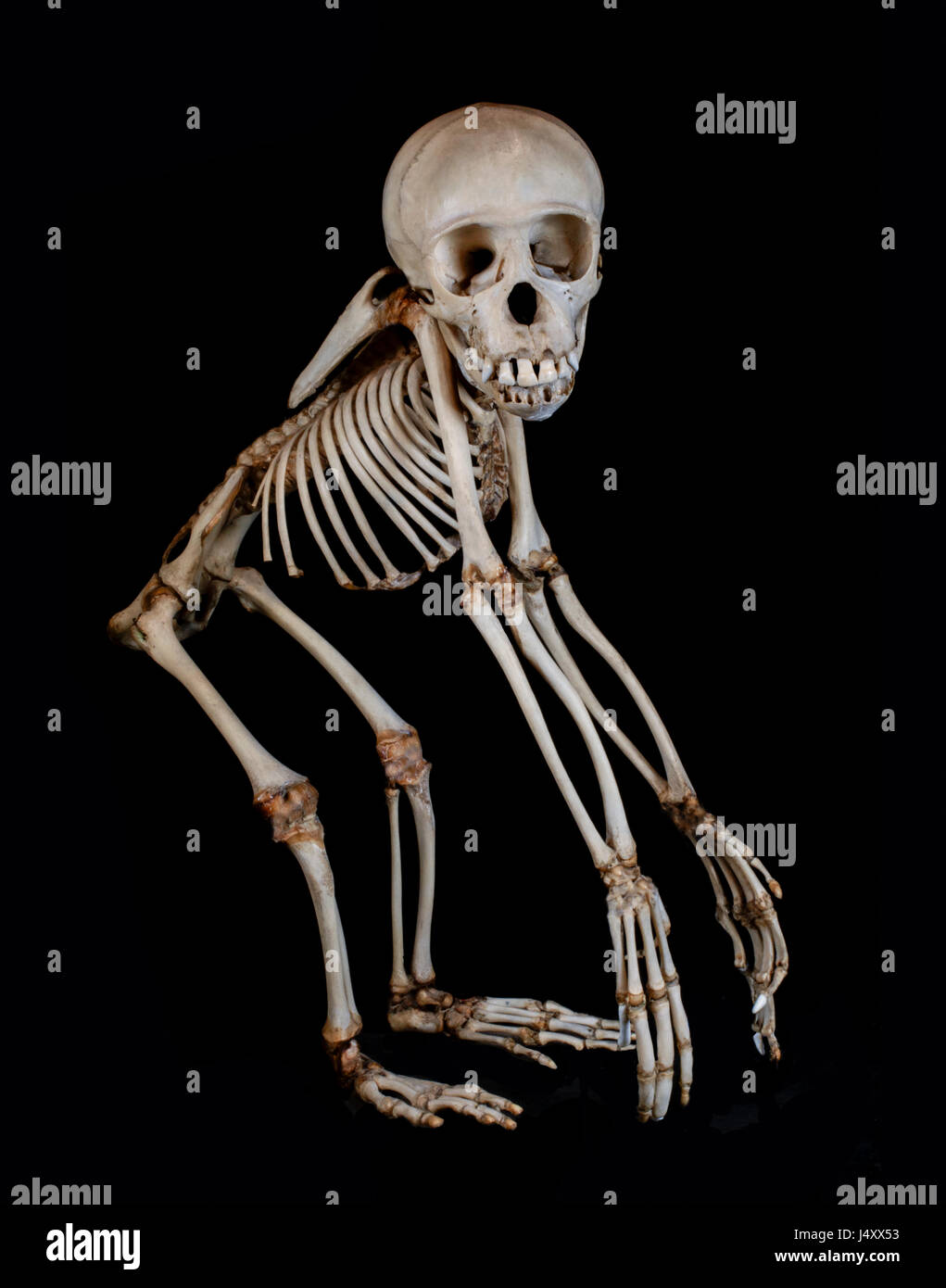 Un bambino scimpanzé di scheletro, non una replica, contro uno sfondo nero Foto Stock