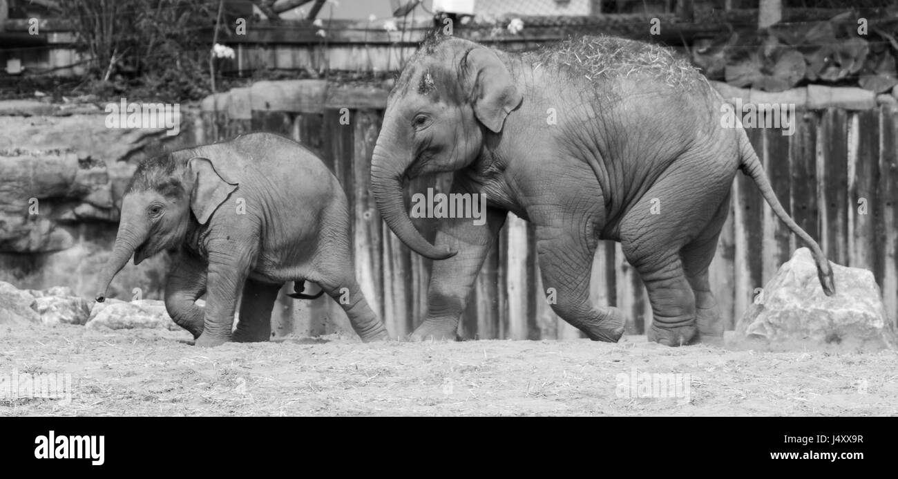 Fratelli elefante giocare insieme Foto Stock