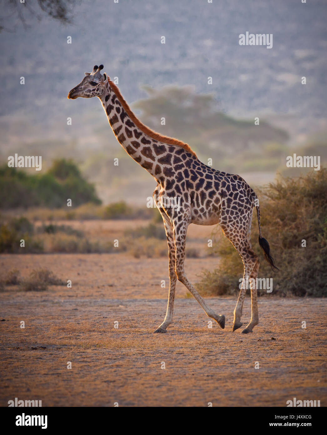 Tall Maasai Giraffe passeggiate nelle colline del Kilimanjaro in Tanzania, Africa Foto Stock