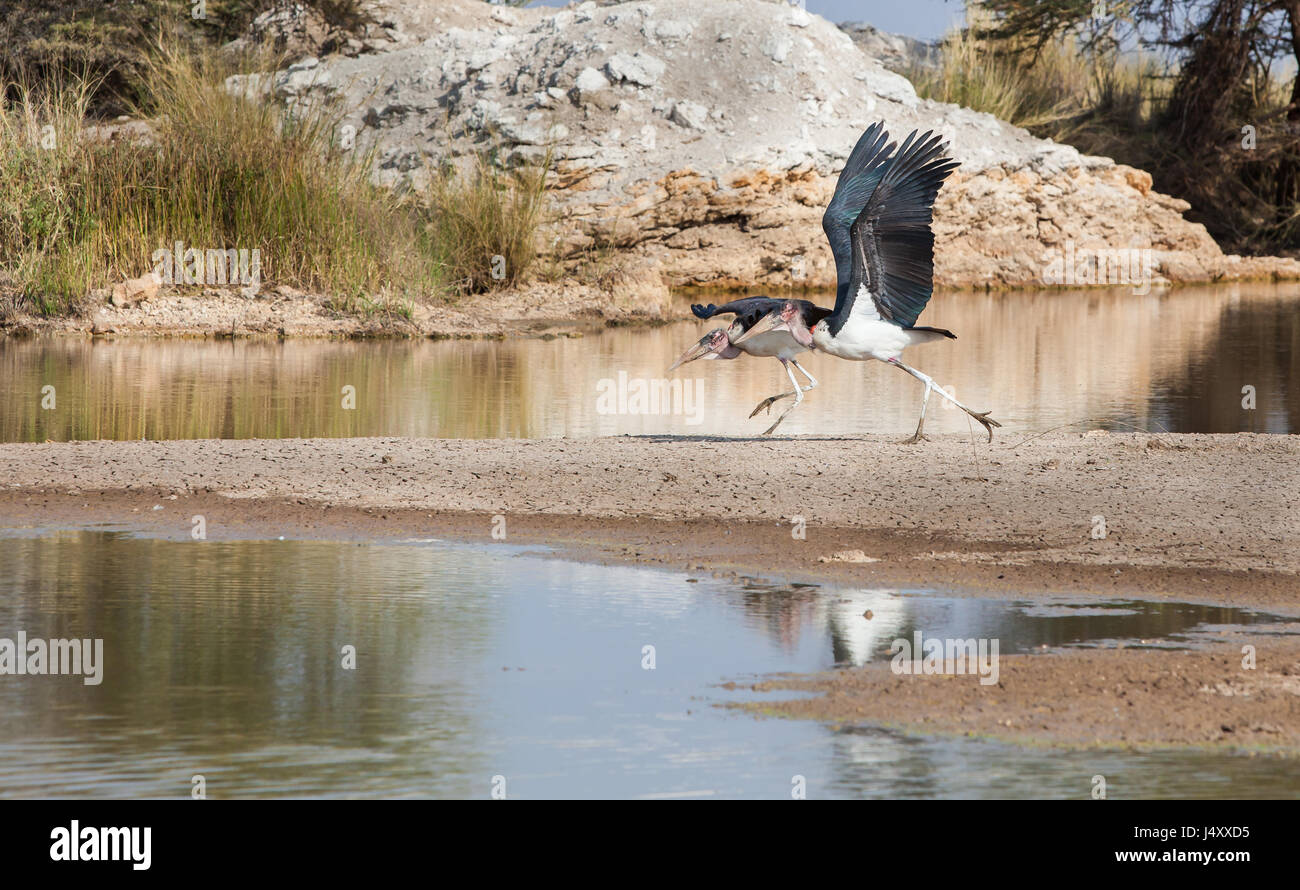 Due Marabou cicogne decollare dal lago poco profondo in Kilimanjaro, Tanzania Foto Stock