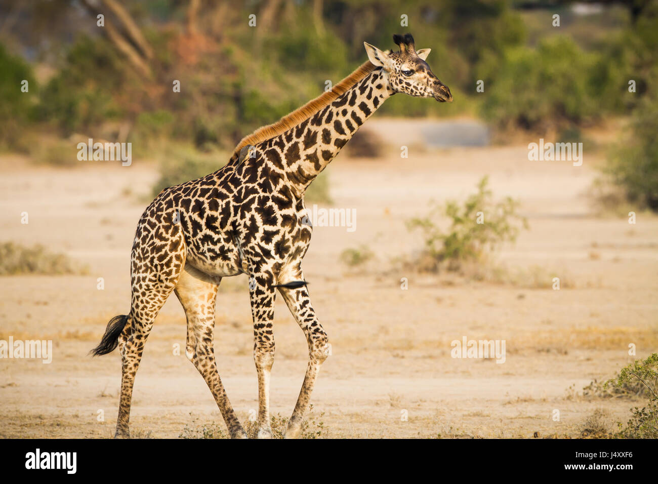 Giovani, baby giraffe selvaggio della Tanzania Foto Stock