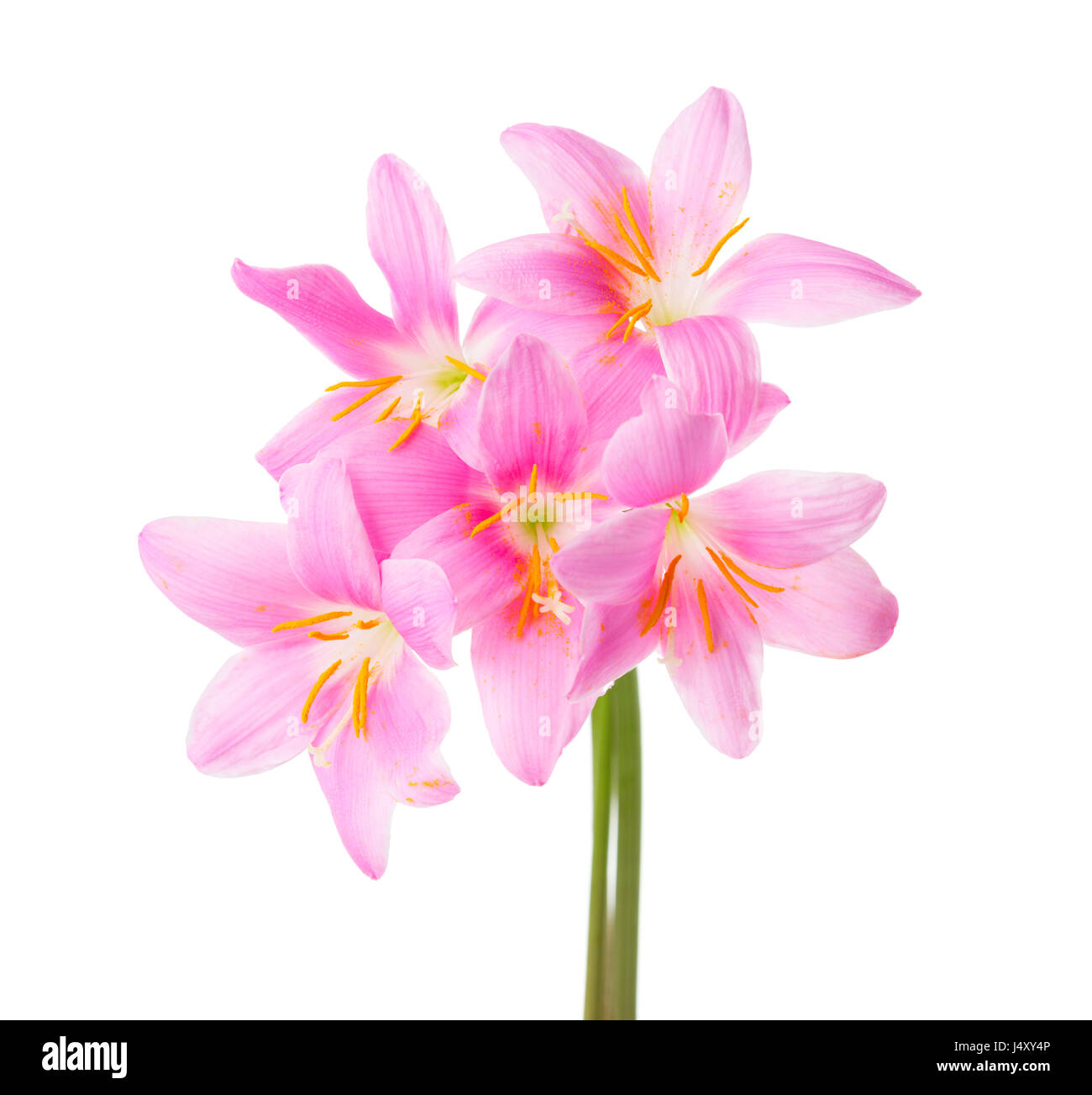 Cinque gigli rosa isolato su uno sfondo bianco. Rosy giglio di pioggia Foto Stock