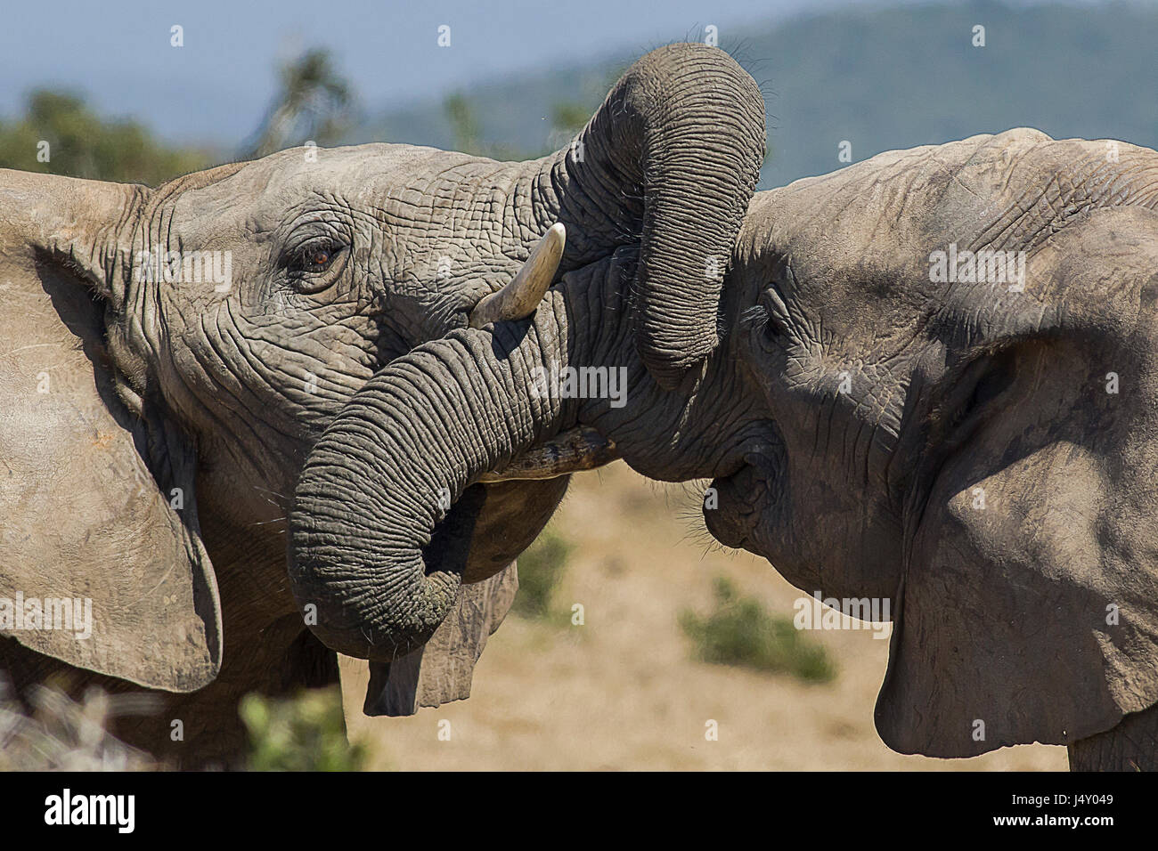 Giovane maschio Addo elefanti in lotta con linee intrecciate Foto Stock