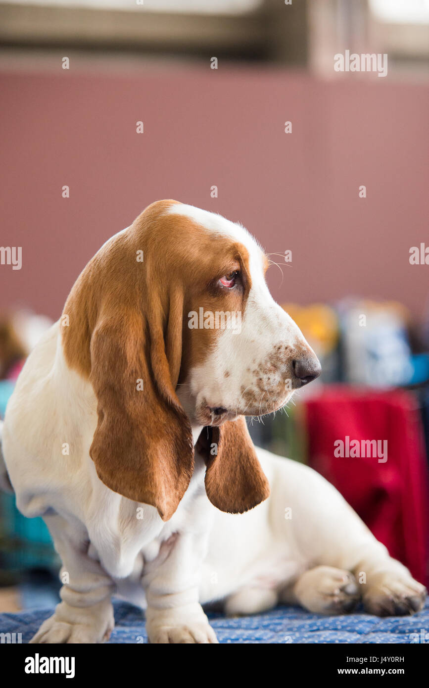 Basset Hound. Salutare il cane di razza pura fotografato . Foto Stock