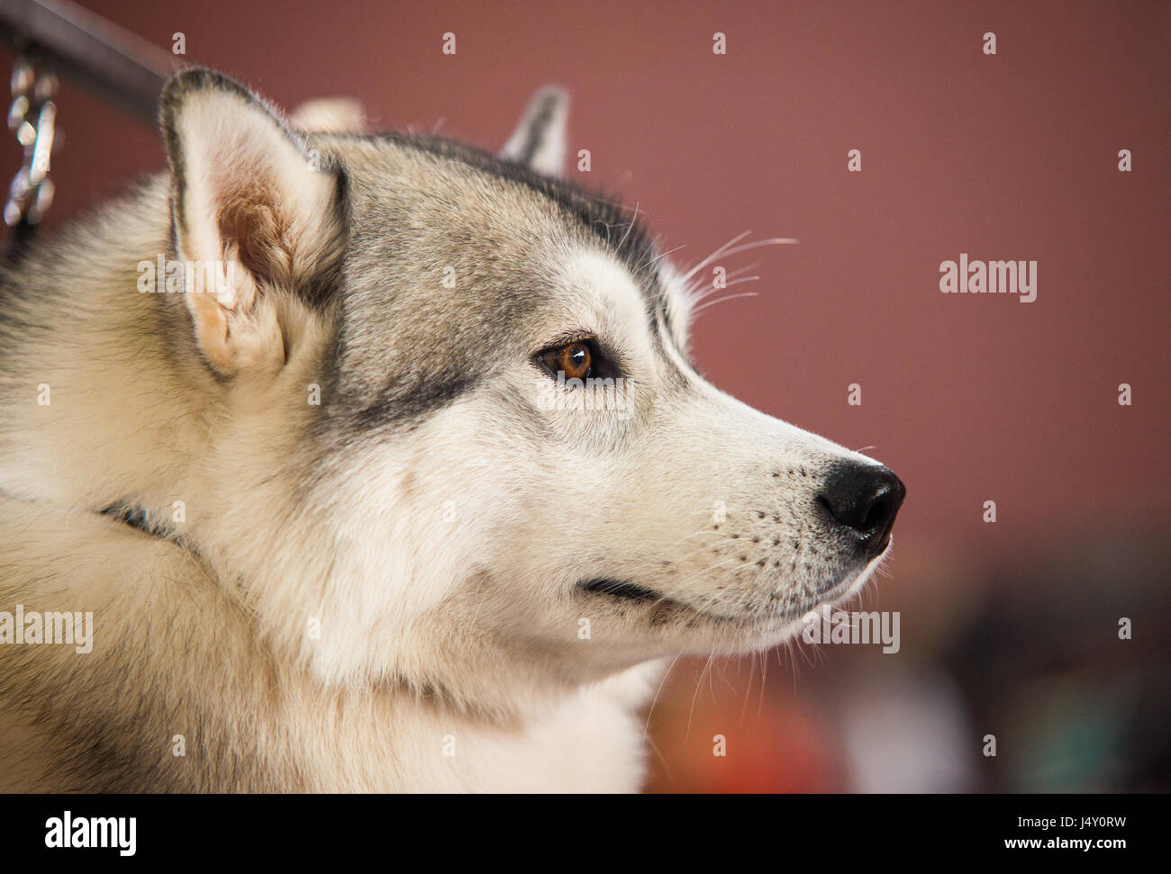 Testa di un bellissimo Alaskan Malamute. Foto Stock