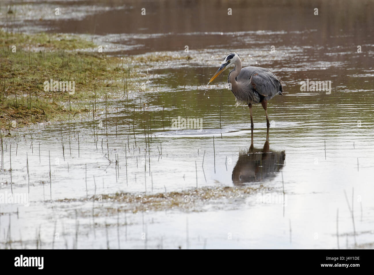 Airone blu Foto Stock