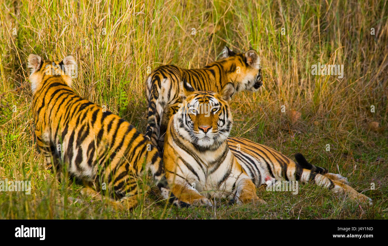 Tre tigre selvatiche nella giungla. India. Bandhavgarh National Park. Madhya Pradesh. Foto Stock