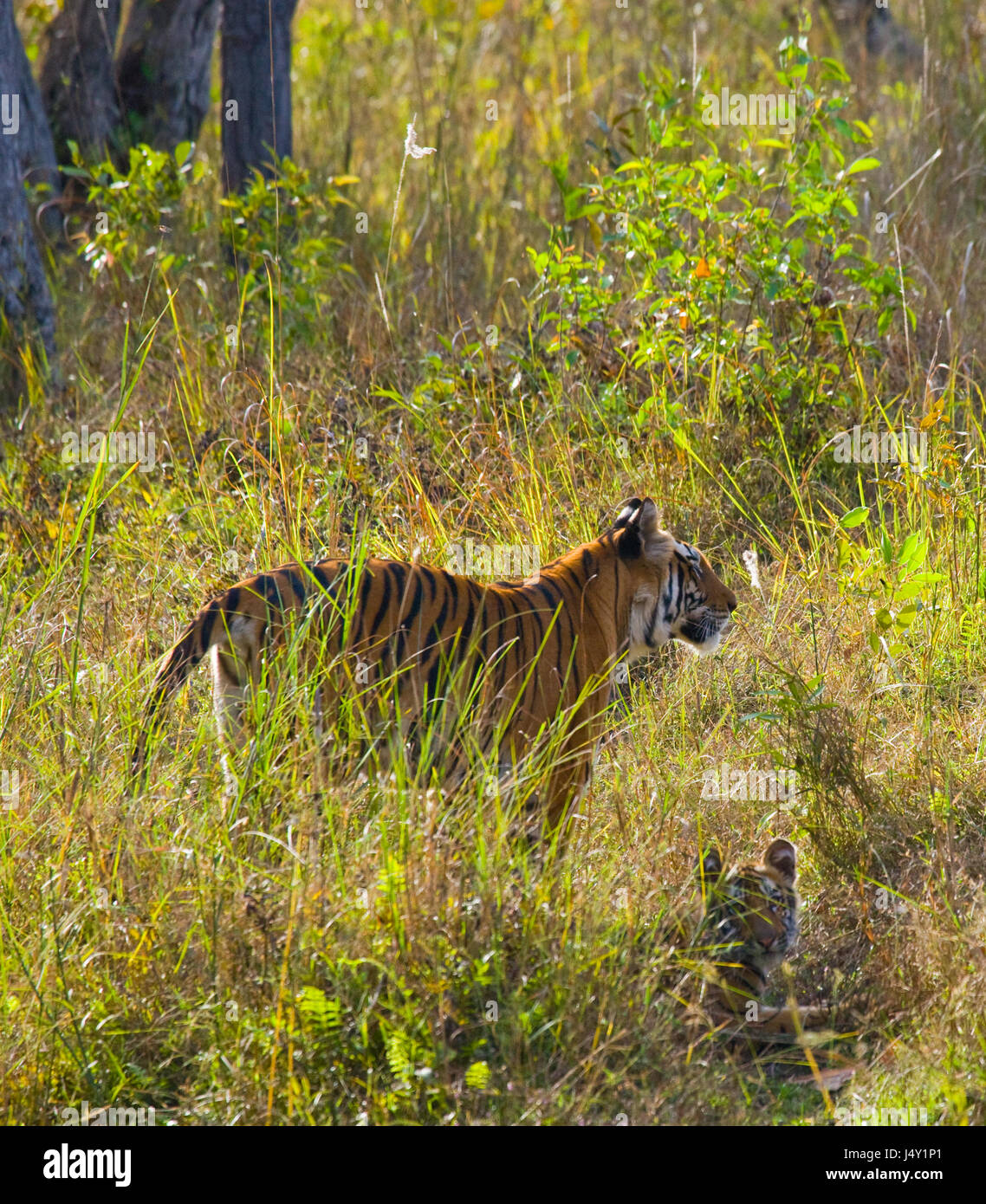 Tigre selvaggia nella giungla. India. Bandhavgarh National Park. Madhya Pradesh. Foto Stock