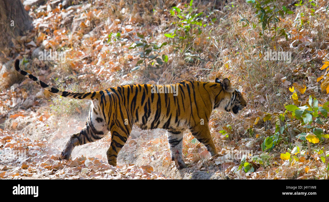 Tigre selvaggia nella giungla. India. Bandhavgarh National Park. Madhya Pradesh. Foto Stock