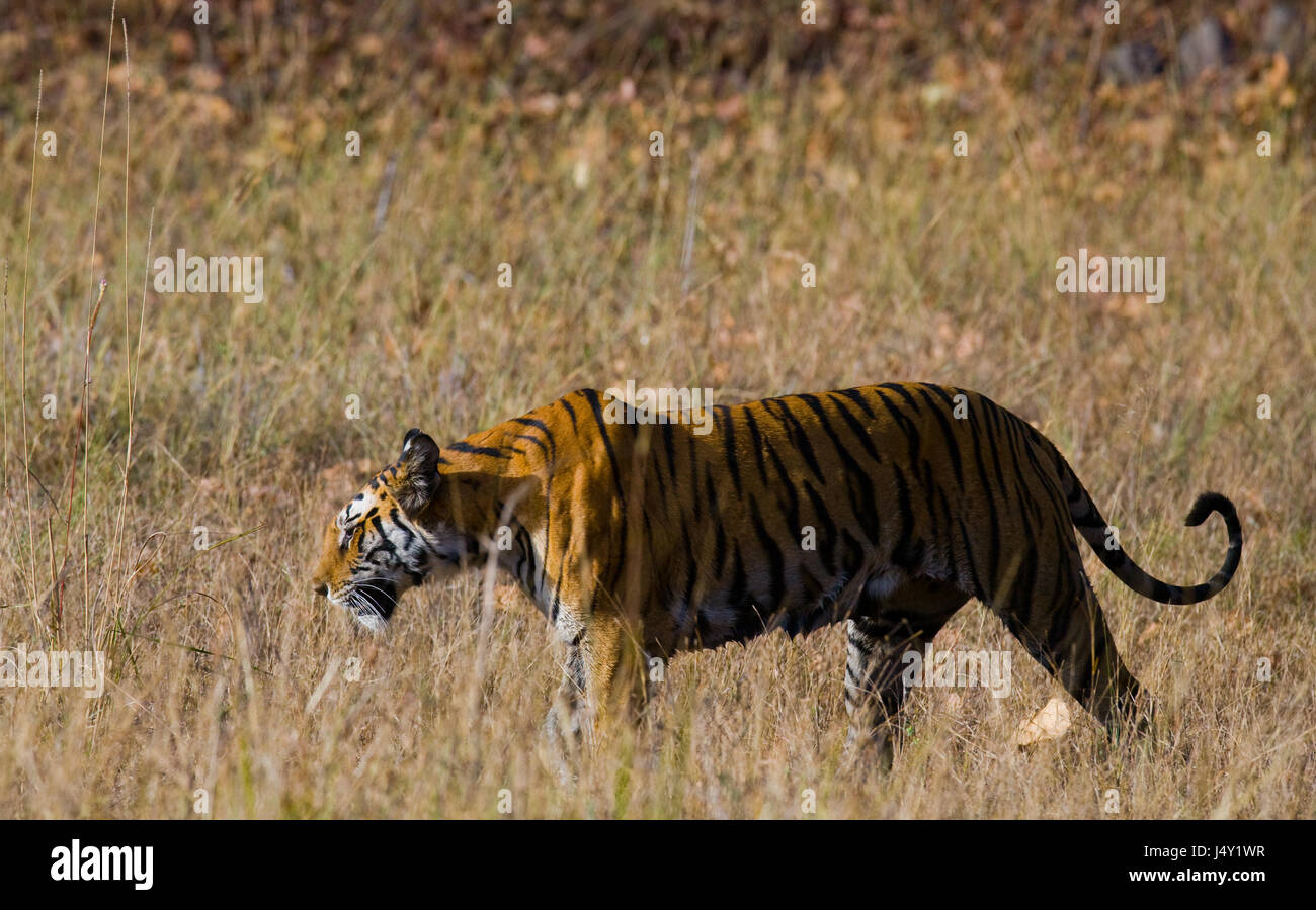 Tigre selvaggia nella giungla. India. Bandhavgarh National Park. Madhya Pradesh. Foto Stock