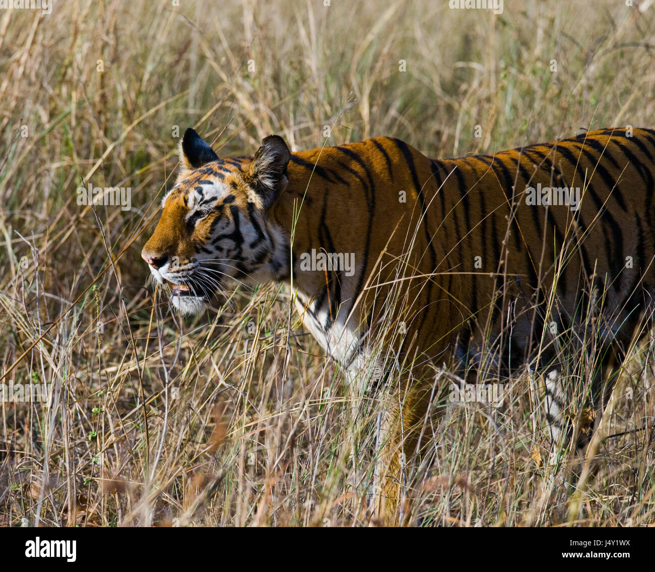 Tigre selvaggia nella giungla. India. Bandhavgarh National Park. Madhya Pradesh. Foto Stock