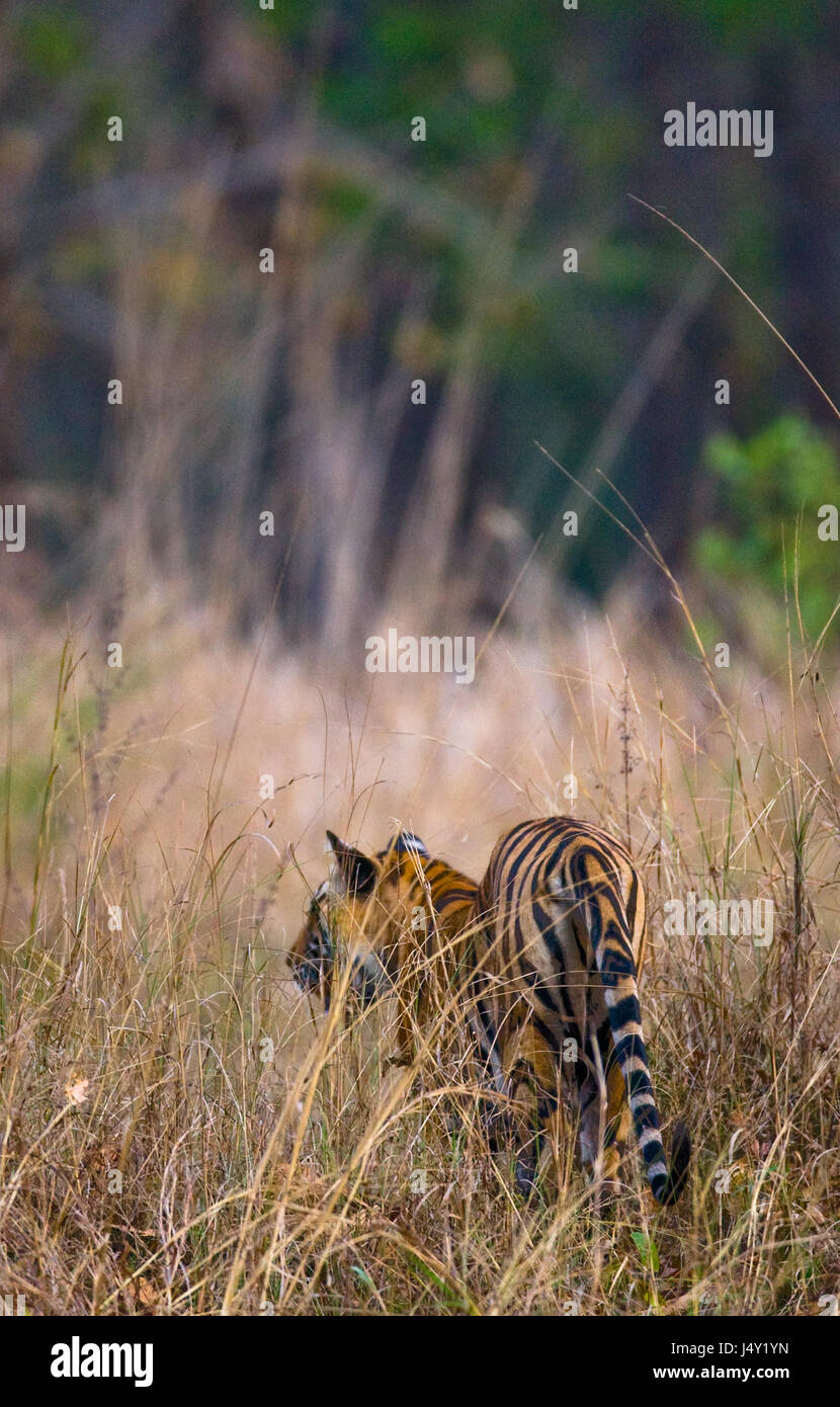 Tigre selvaggia nella giungla. India. Bandhavgarh National Park. Madhya Pradesh. Foto Stock