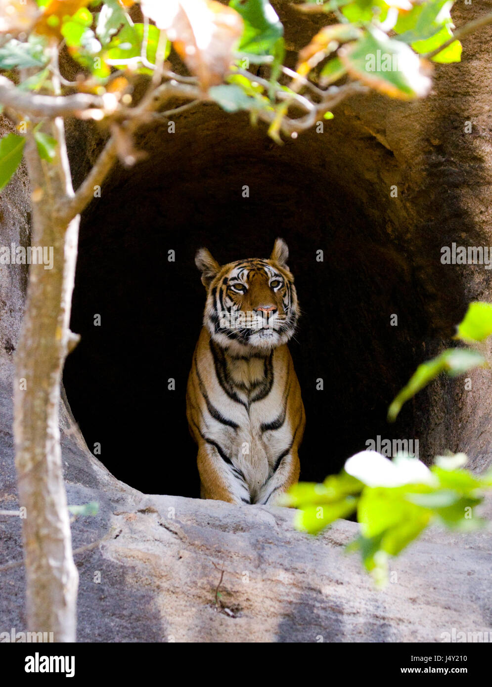 Tigre selvaggia del Bengala nella grotta. India. Bandhavgarh National Park. Madhya Pradesh. Foto Stock