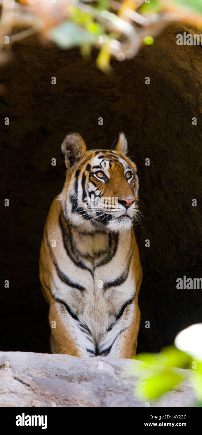 Tigre selvaggia del Bengala nella grotta. India. Bandhavgarh National Park. Madhya Pradesh. Foto Stock