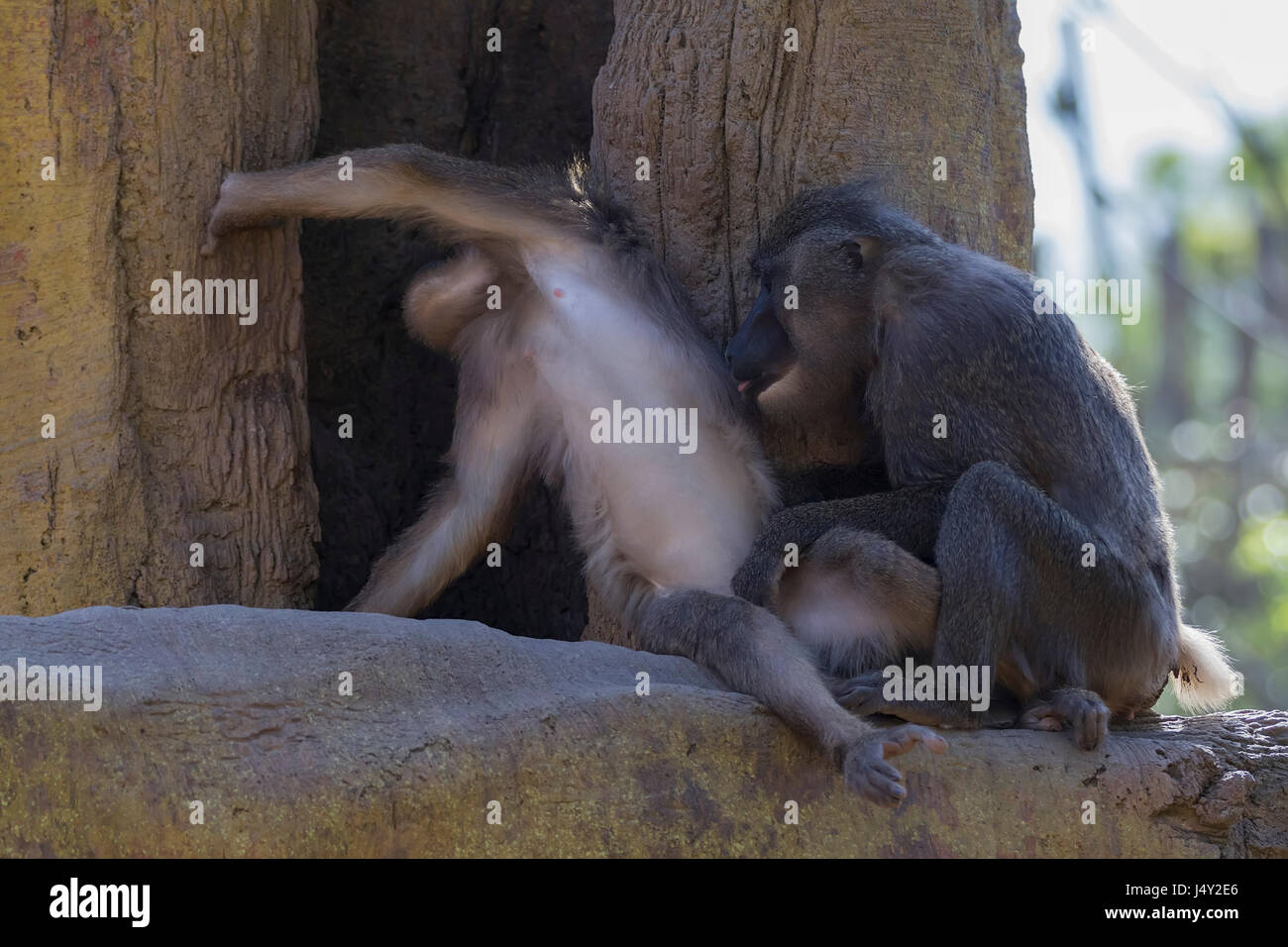 Monkey (Mandrillus leucophaeus) in cattività. Foto Stock