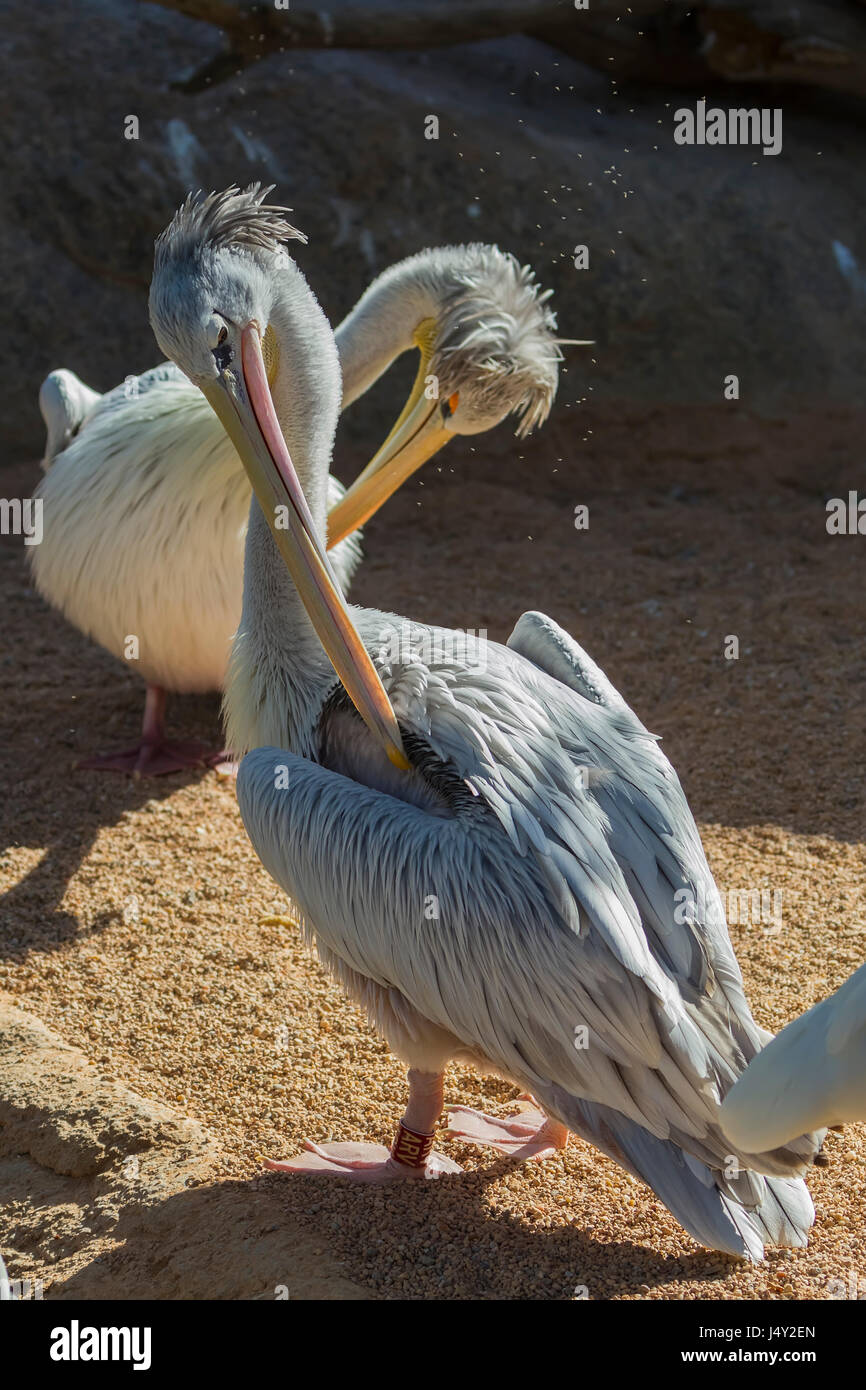 Pellicano (Pelecanidae) in cattività. Foto Stock