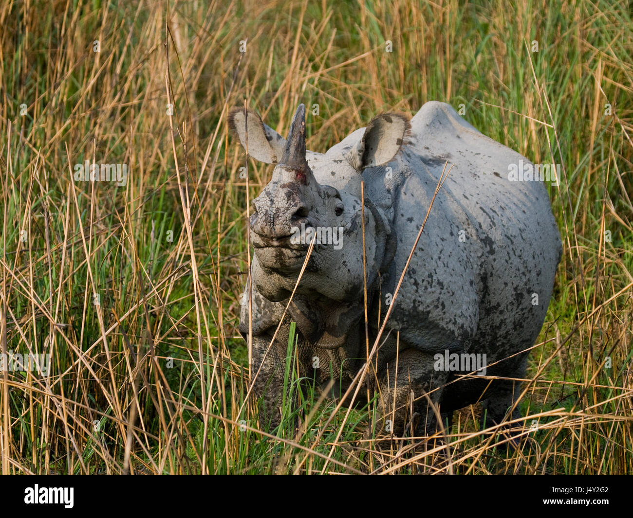 Wild grande one-corno di rinoceronte è in piedi sull'erba. India. Il Parco Nazionale di Kaziranga. Foto Stock