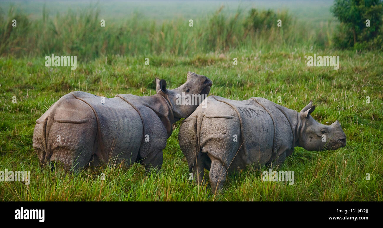 Due grandi selvatici one-cornuto rinoceronti in un parco nazionale. India. Il Parco Nazionale di Kaziranga. Foto Stock