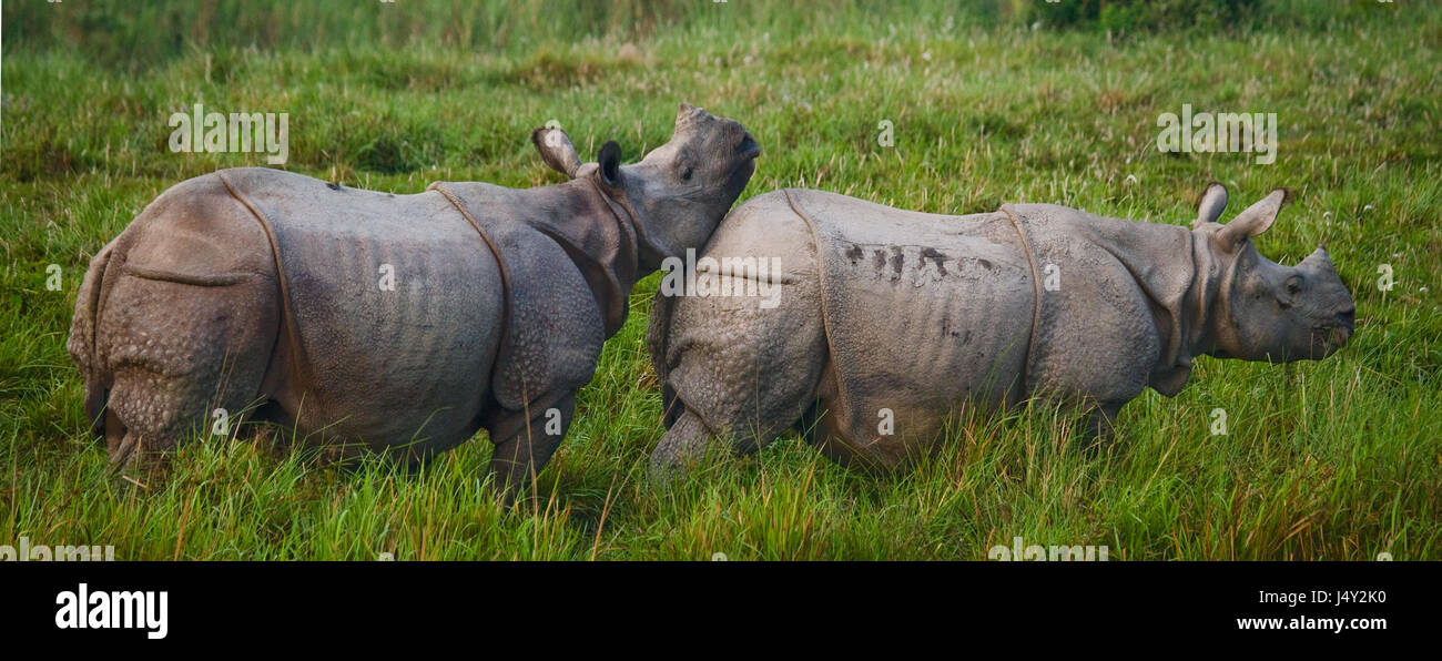 Due grandi selvatici one-cornuto rinoceronti in un parco nazionale. India. Il Parco Nazionale di Kaziranga. Foto Stock