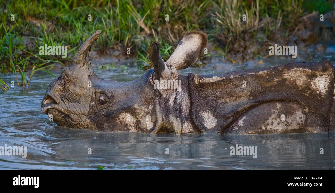 Wild grande one-corno di rinoceronte giacente in una pozza. India. Il Parco Nazionale di Kaziranga. Foto Stock