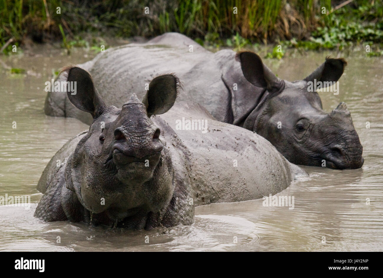 Due grandi selvatici one-cornuto rinoceronti giacente in una pozza. India. Il Parco Nazionale di Kaziranga. Foto Stock